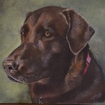 Dog Portraits