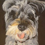 Dog Portraits