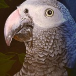 gray-parrot1
