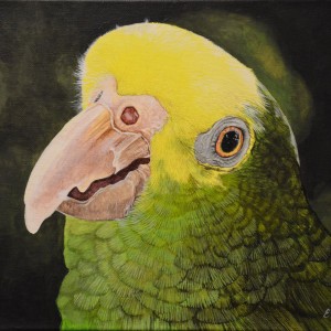 yellow-green-parrot