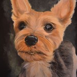 yorkshire-terrier-yorkie-portrait